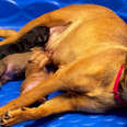 dog feeding her puppies