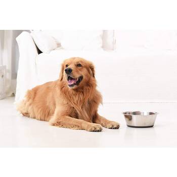 Best puppy best sale food bowls