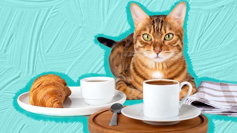 Cat likes to eat best sale