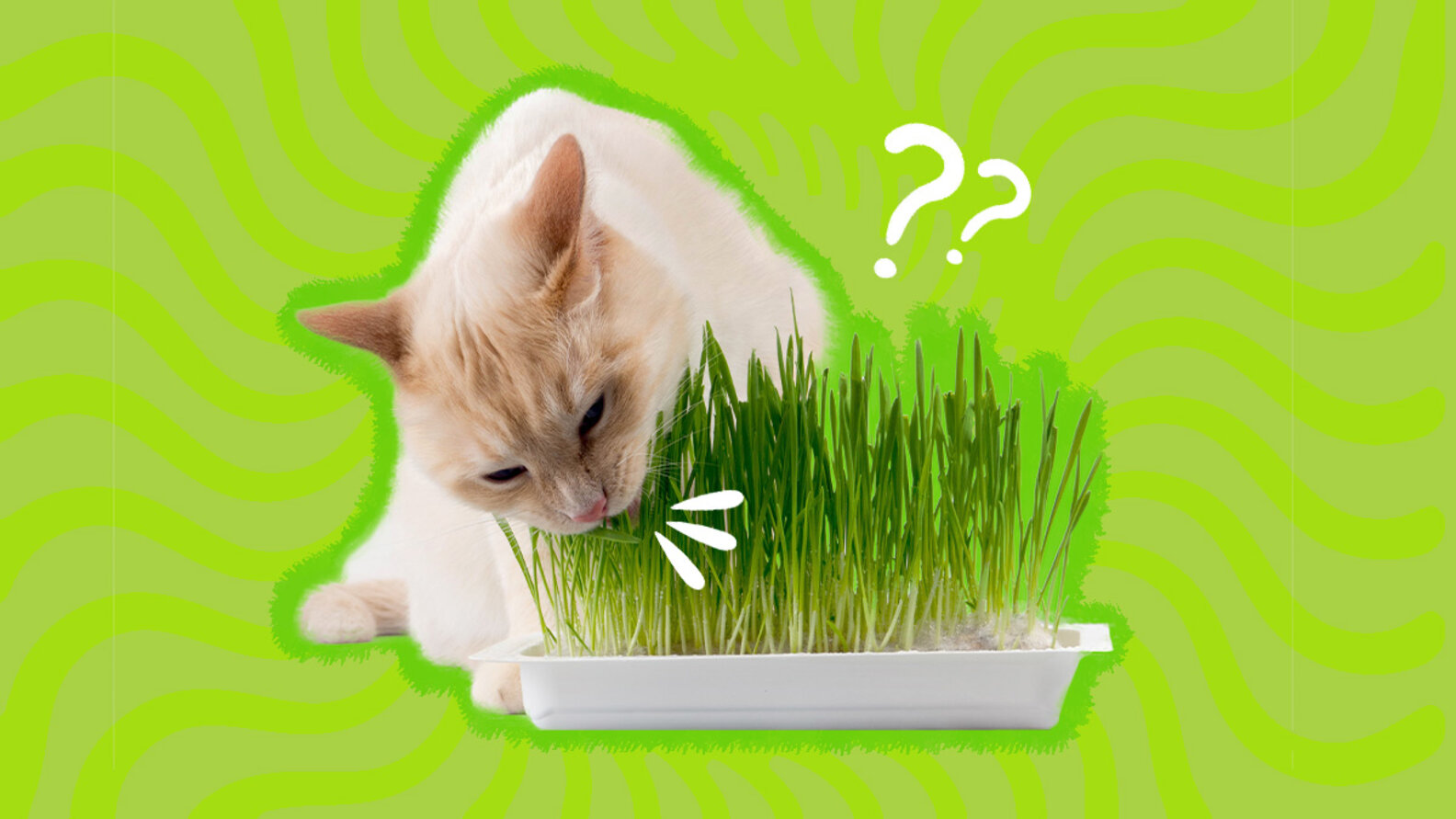Can Cats Eat Catnip And What Amount Is Safe DodoWell The Dodo can-cats-eat-catnip-and-what-amount-is-safe-dodowell-the-dodo