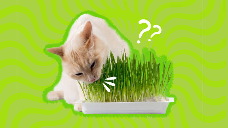 Can Cats Eat Catnip And What Amount Is Safe DodoWell The Dodo