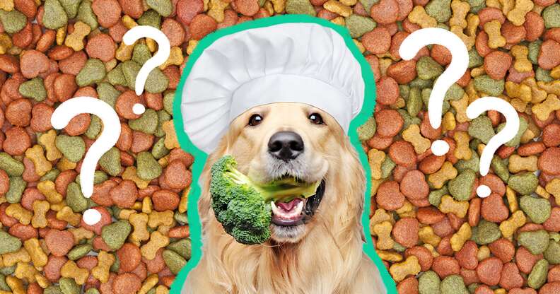 why cant humans eat dog food