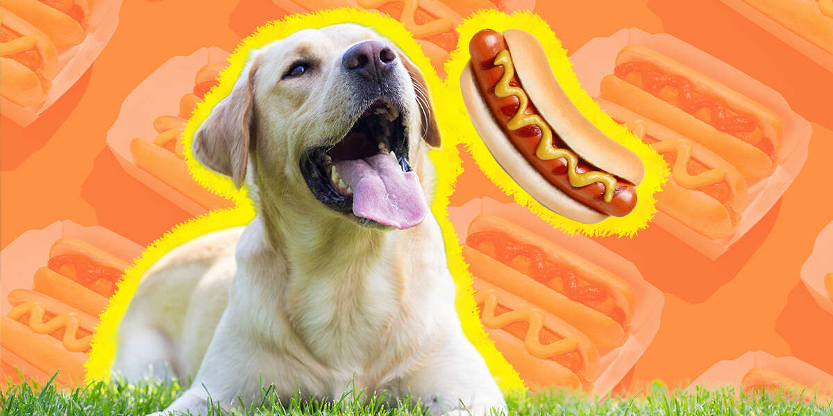 Can Dogs Eat Hot Dogs? And What Amount Is Safe? DodoWell The Dodo