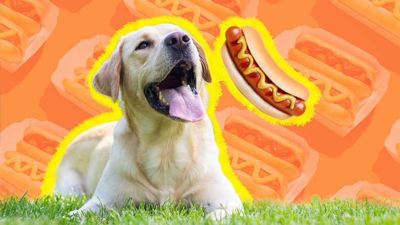 Can dogs 2024 eat hot food
