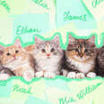 kitten names