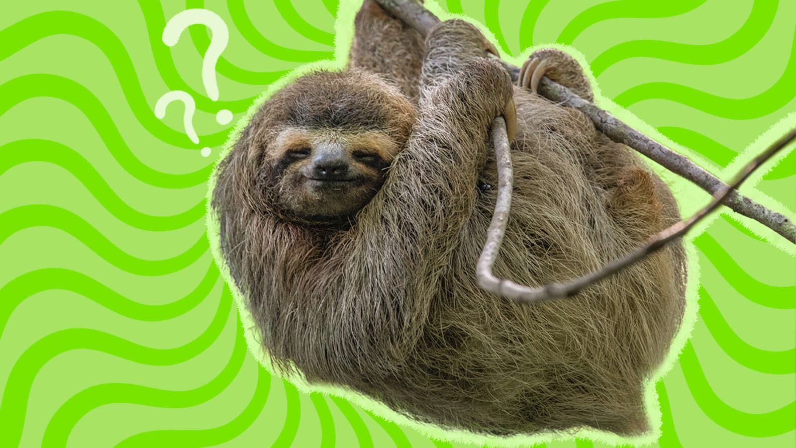 Slow Human Sloth Why Are Sloths Slow? Hint: It’s Not Because They’re Lazy - DodoWell ...
