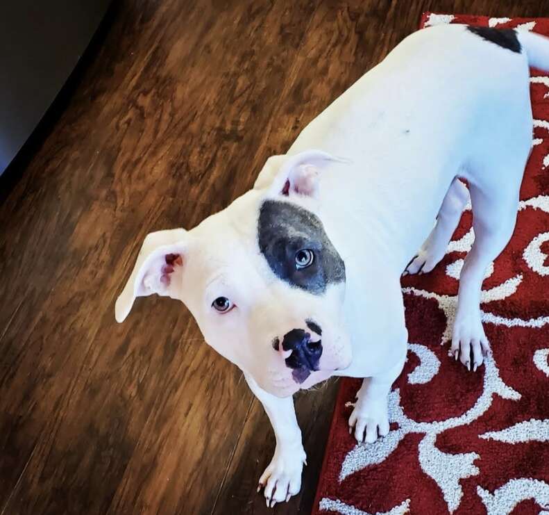 White dog looks up at the camera.