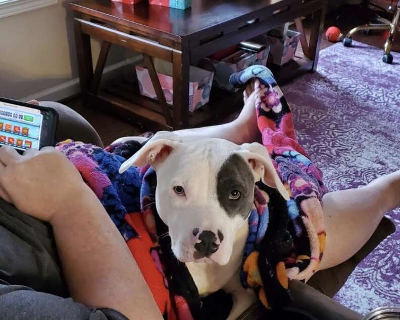 A white dog sits in her foster's lap.