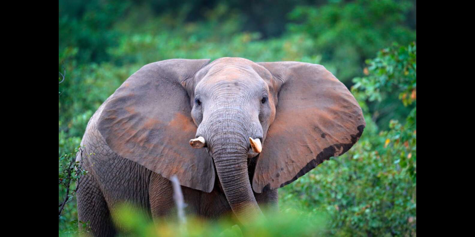 11 Endangered Animals Surprisingly Close To Extinction DodoWell The 11-endangered-animals-surprisingly-close-to-extinction-dodowell-the