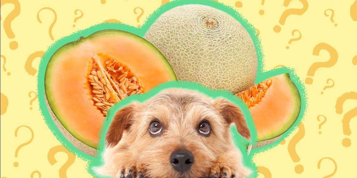 can dogs eat cantaloupe skin