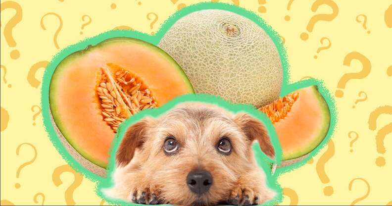 Can Dogs Eat Cantaloupe Safely And What About The Rind DodoWell The Dodo