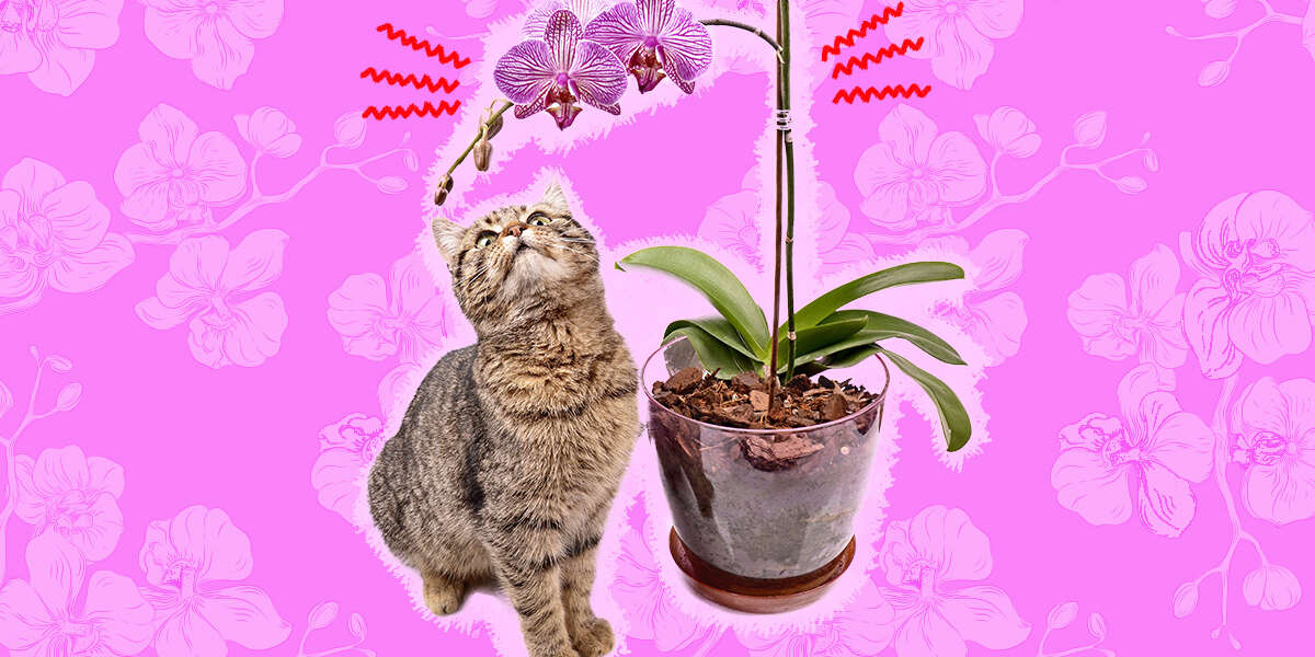 are-orchids-poisonous-to-cats-here-s-what-a-vet-says-dodowell-the-dodo