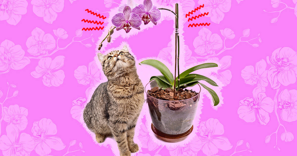 are orchids dangerous to cats