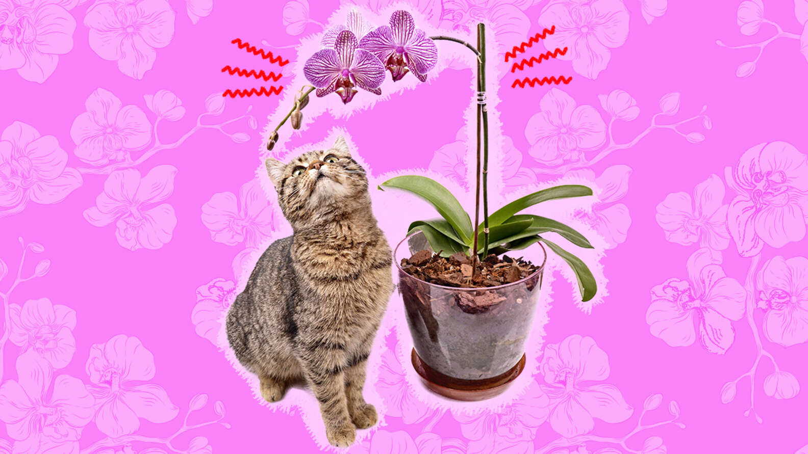 Are Orchids Poisonous To Cats? Here’s What A Vet Says DodoWell The Dodo