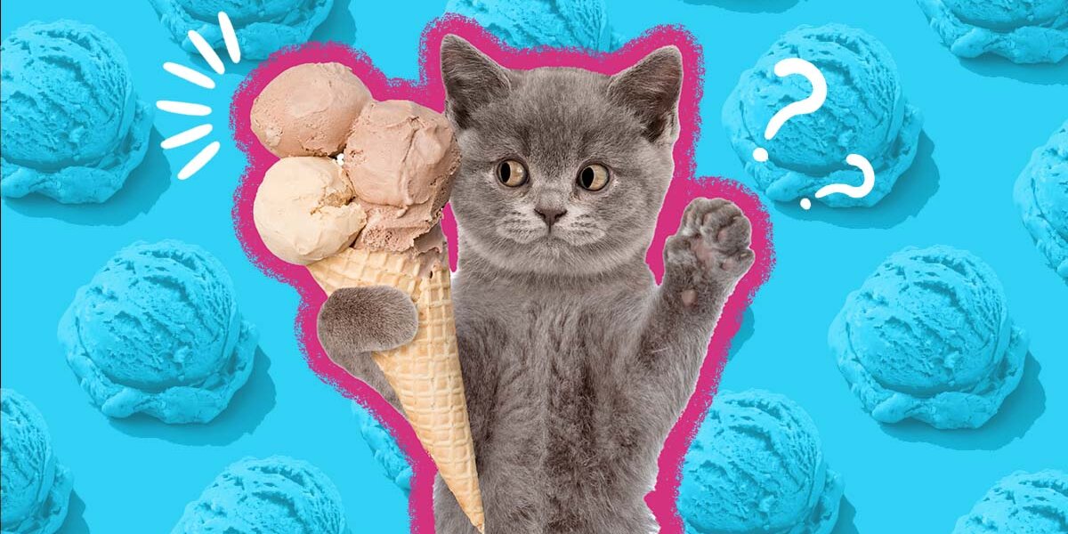 Ice top cream cat
