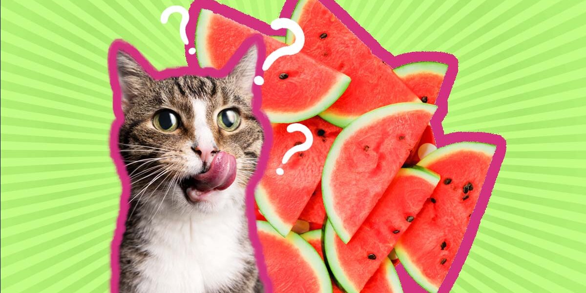 Can Cats Eat Watermelon Safely And What About The Seeds DodoWell The Dodo