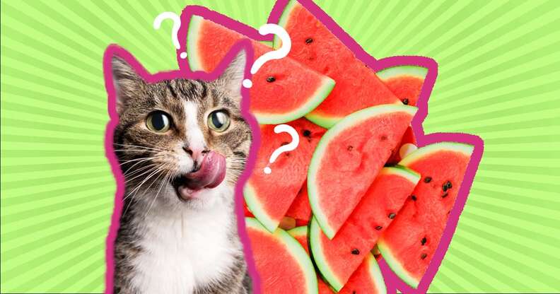 Do cats top like watermelon
