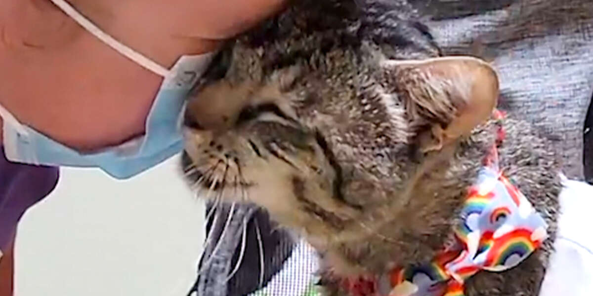 Stray Cat Turns Into A Cuddlebug The Minute He Comes Inside Videos