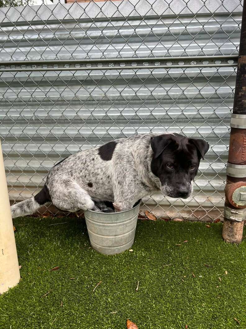 Centaur the shelter dog sits in a bucket