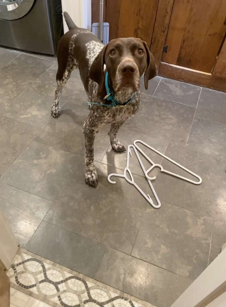 dog brings mom presents