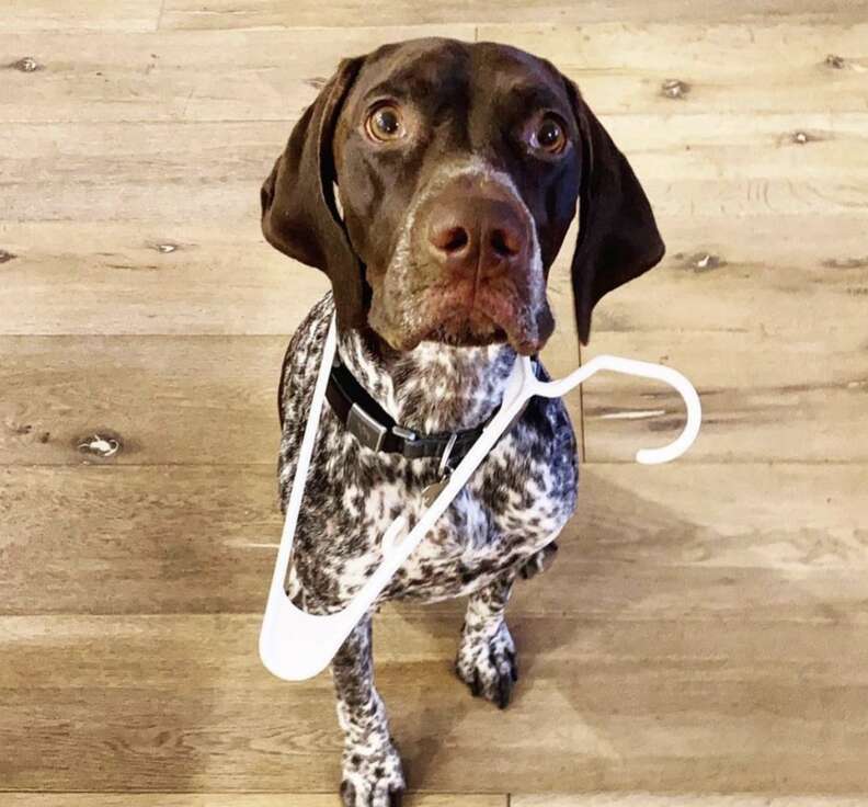 dog stuck in hanger