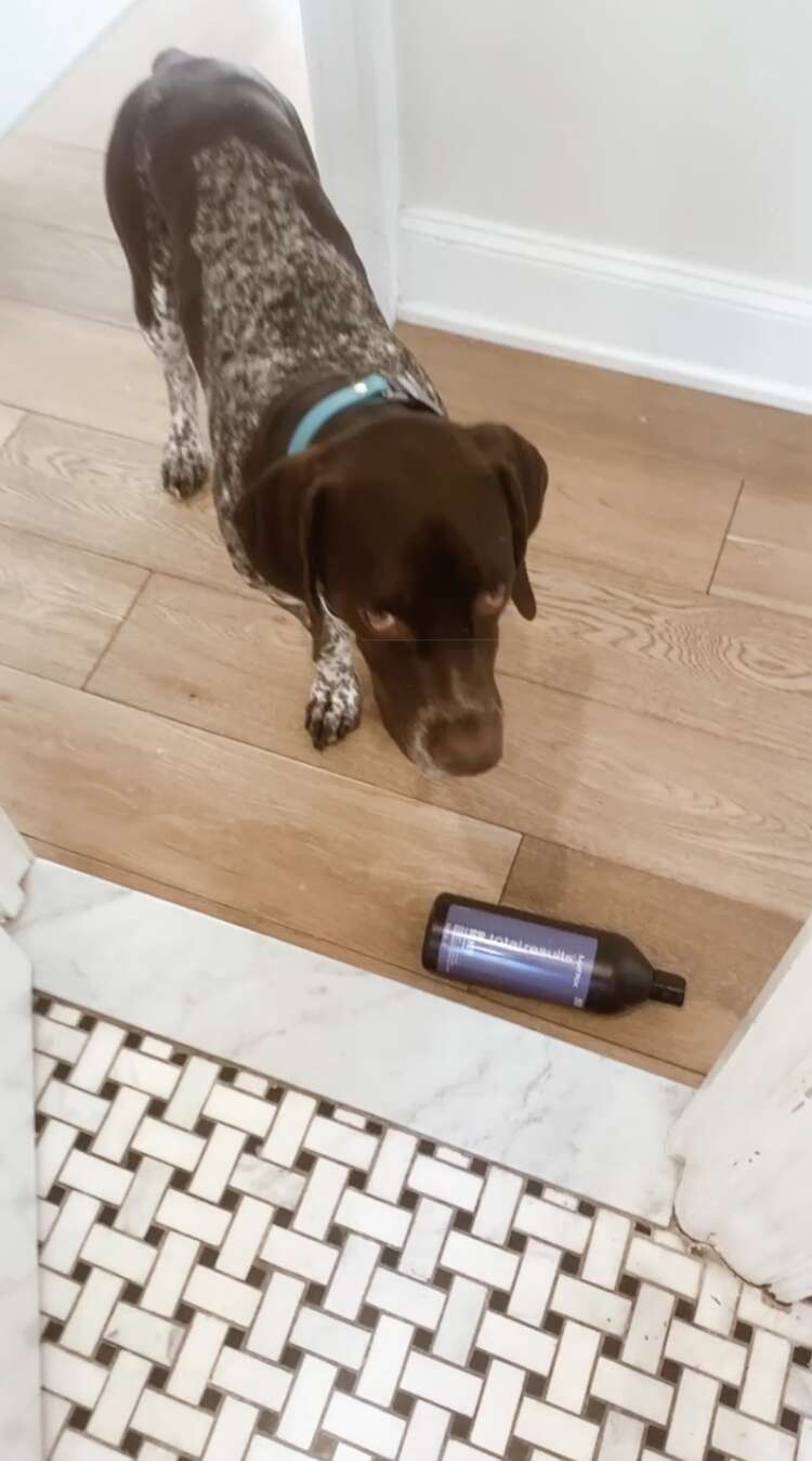 dog brings mom presents