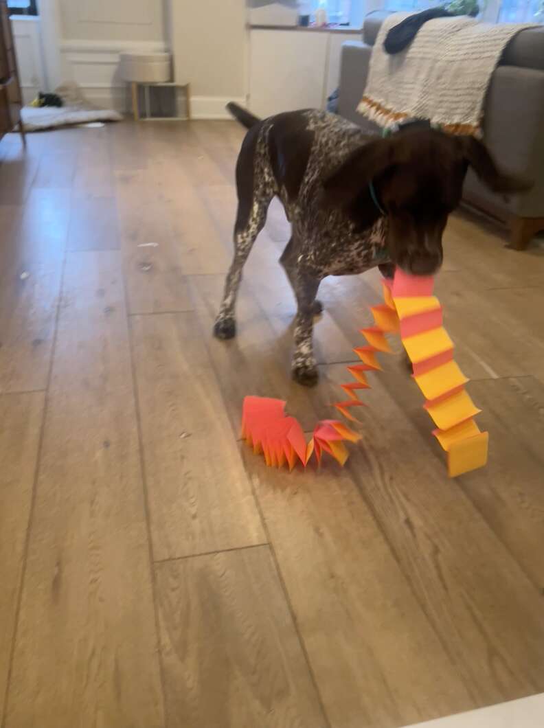 dog brings mom presents