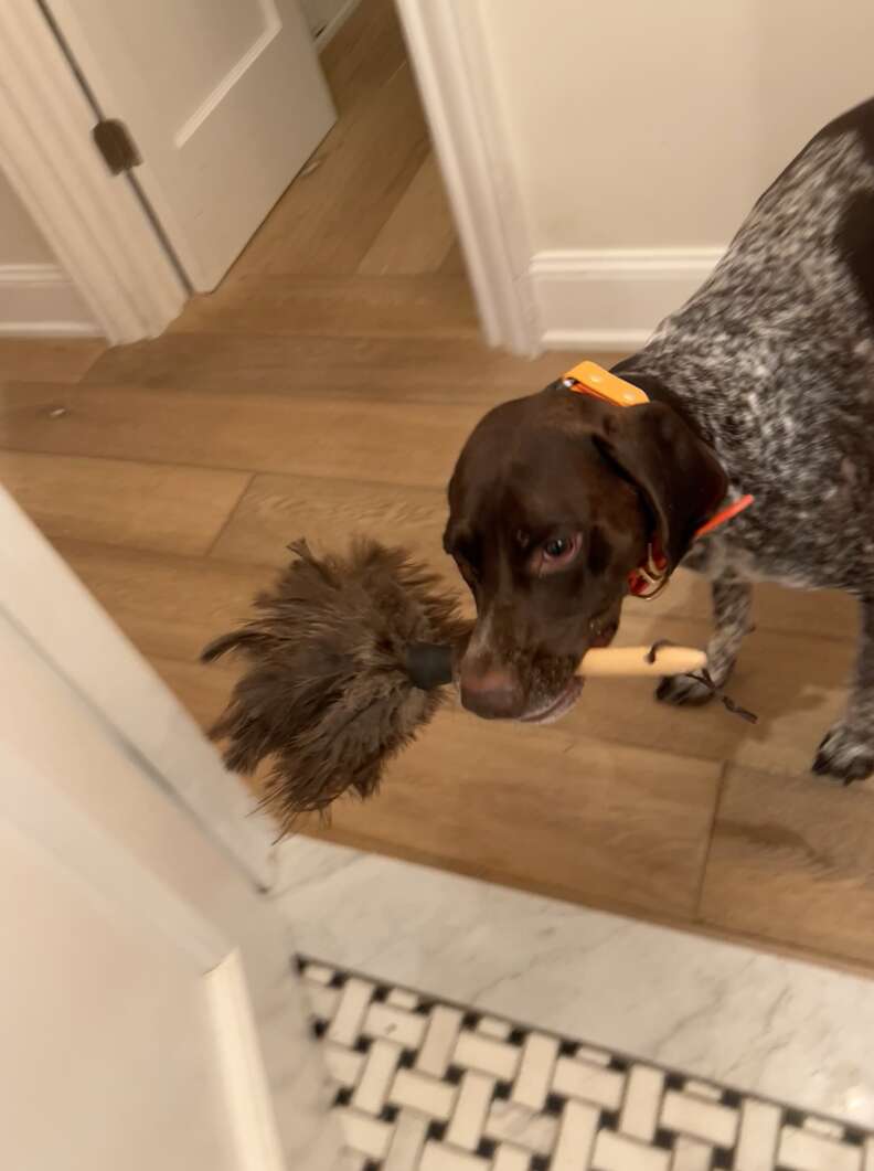 dog brings mom presents