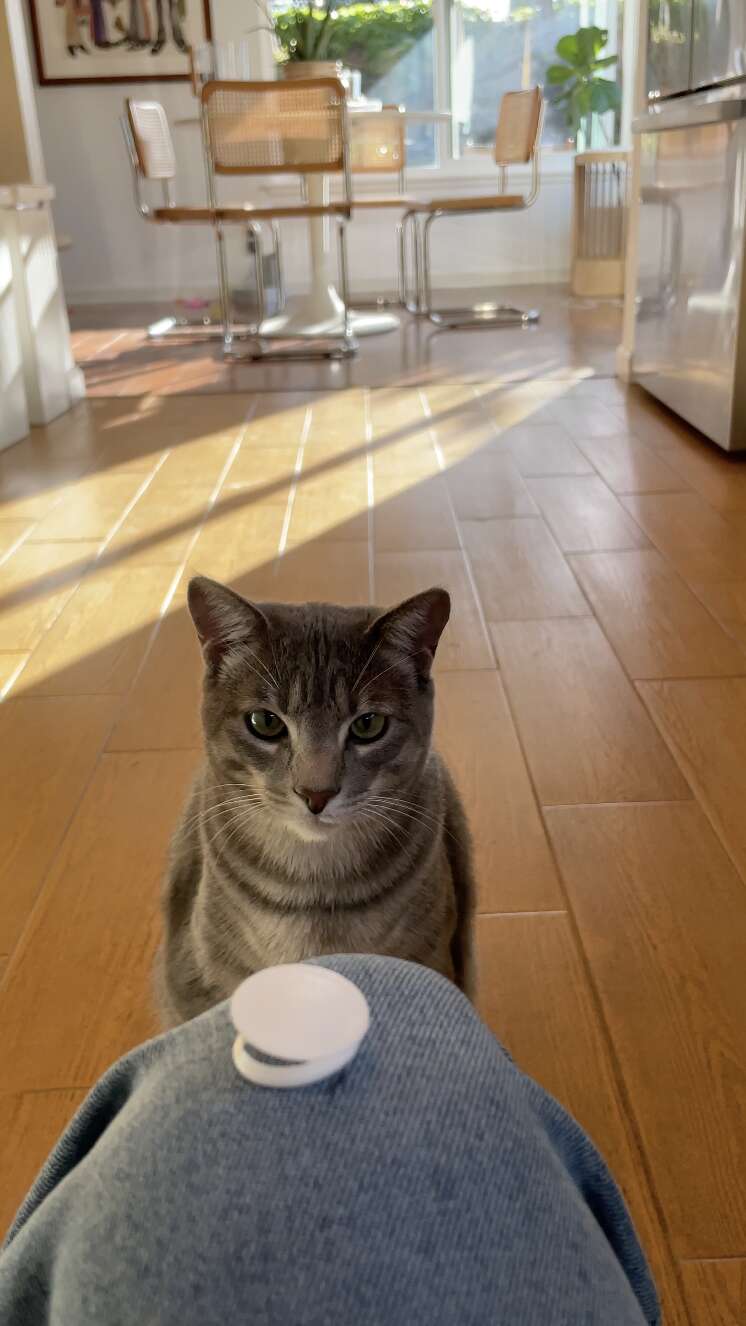 cat and freshness seal