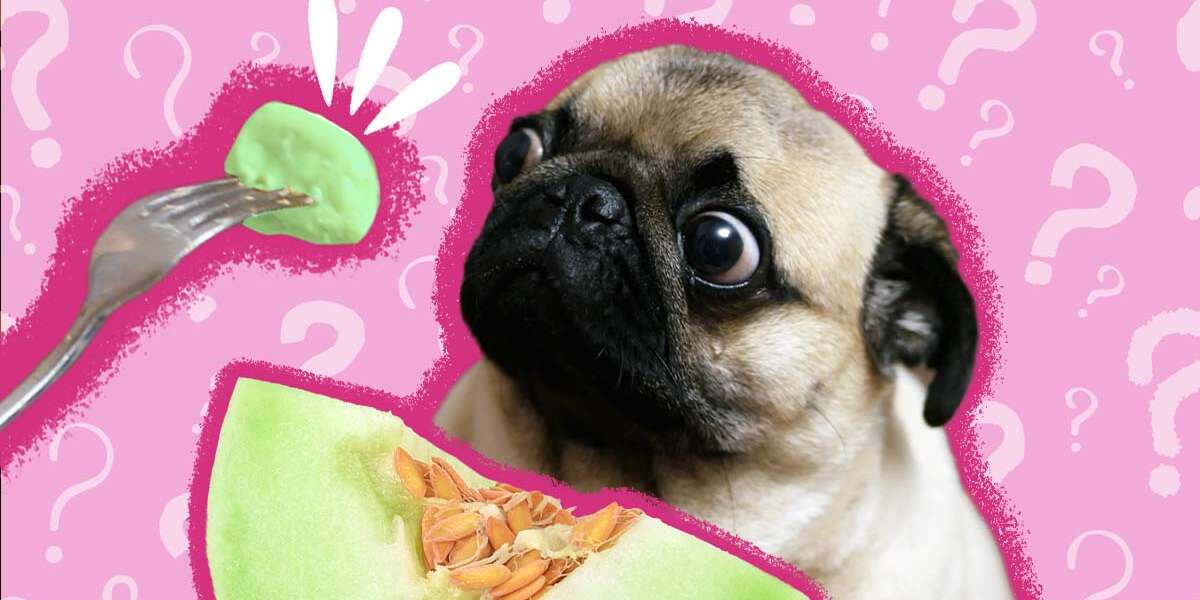 Can Dogs Eat Honeydew? - The Dodo