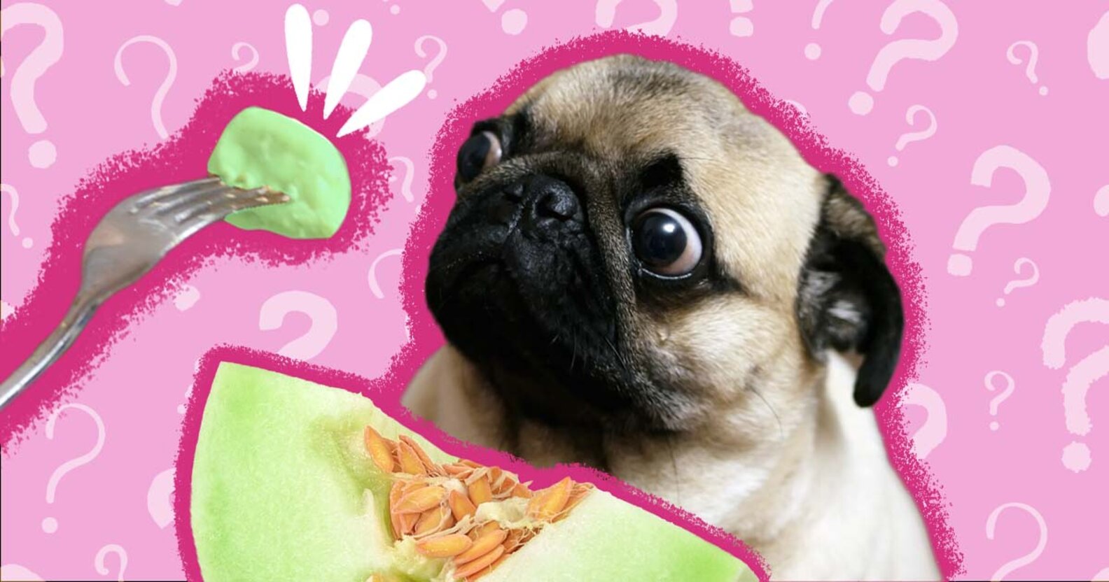 Can Dogs Eat Honeydew Safely? And What About The Rind? DodoWell The