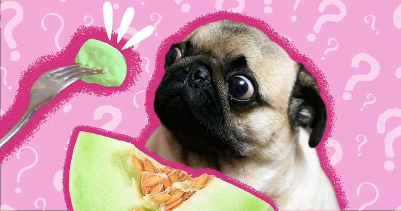 can dogs eat honeydew