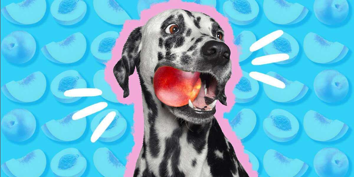 Can Dogs Eat Nectarines? And What Amount Is Safe? DodoWell The Dodo
