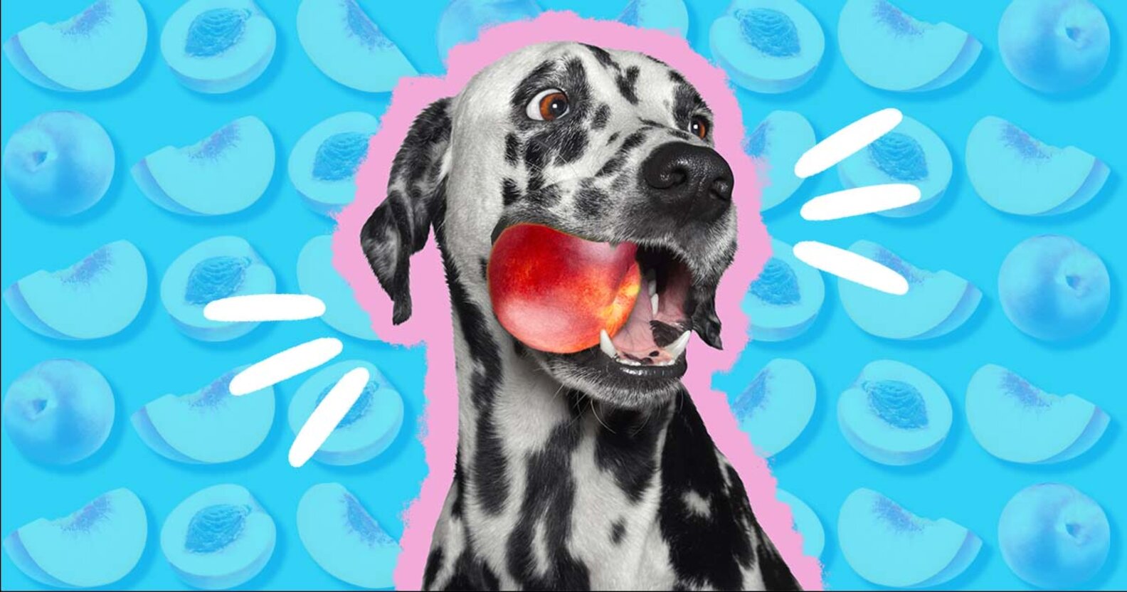 Can Dogs Eat Nectarines? And What Amount Is Safe? DodoWell The Dodo