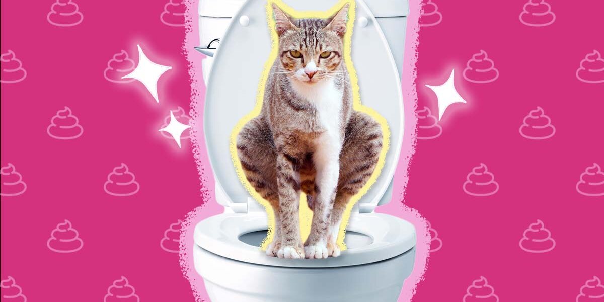 Flushing kitty shop litter down toilet