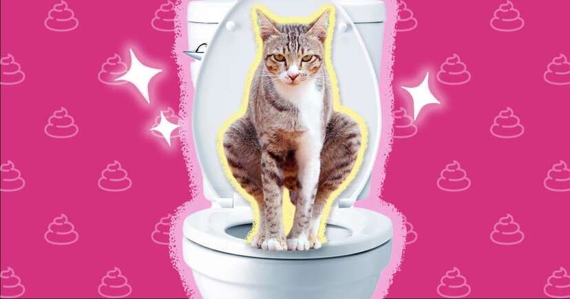 Can you flush top clay cat litter