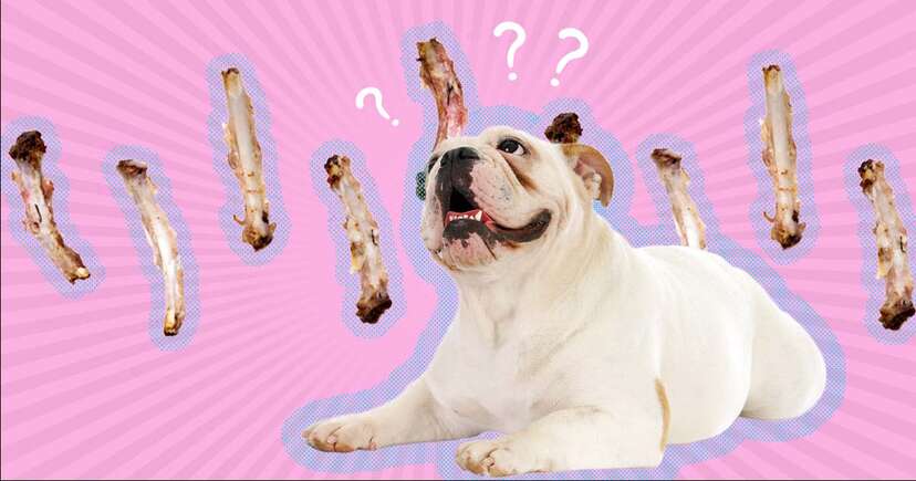 Give dog store pork chop bone