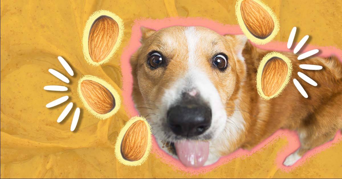 can dogs eat cranberries and almonds