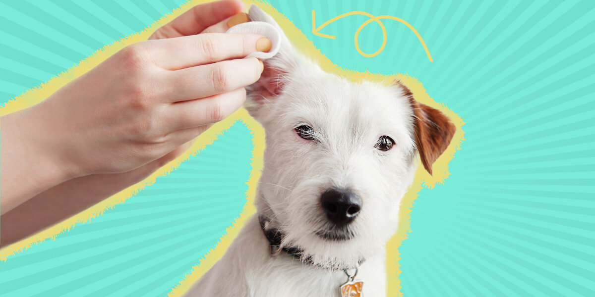 Best oral antibiotic shop for dog ear infection