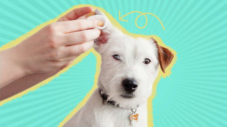 Claro dog sales ear infection medicine