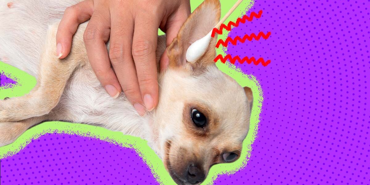 Cure for yeast outlet infection in dogs ears