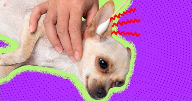 how to make dog ears on snapchat