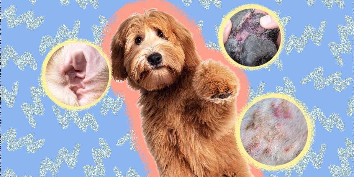Meds for yeast top infection in dogs