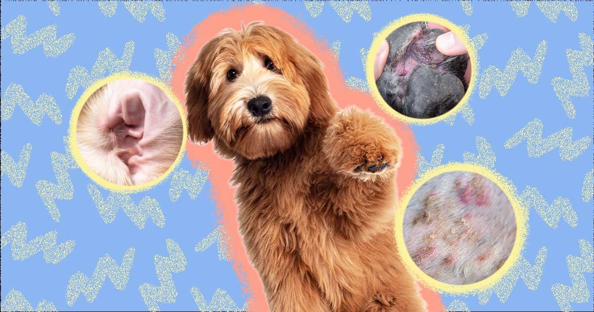 what does a yeast infection on dogs skin look like