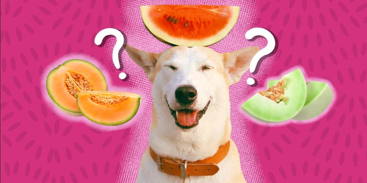 Cantaloupe ok for dogs best sale