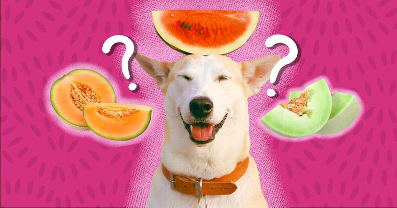 can dogs eat melon