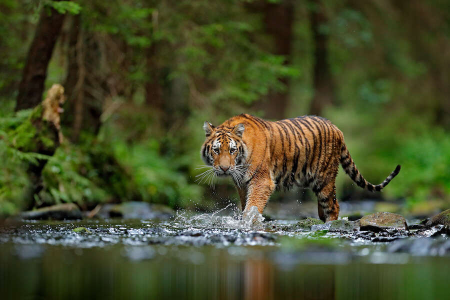 animal facts for kids