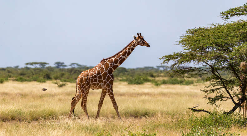 animal facts for kids