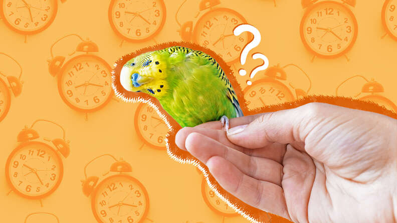 Parrot Lifespan: How Long Do Pet Parrots Live?