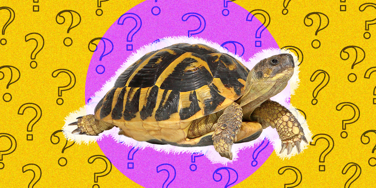 Turtle Vs. Tortoise 5 Key Differences DodoWell The Dodo
